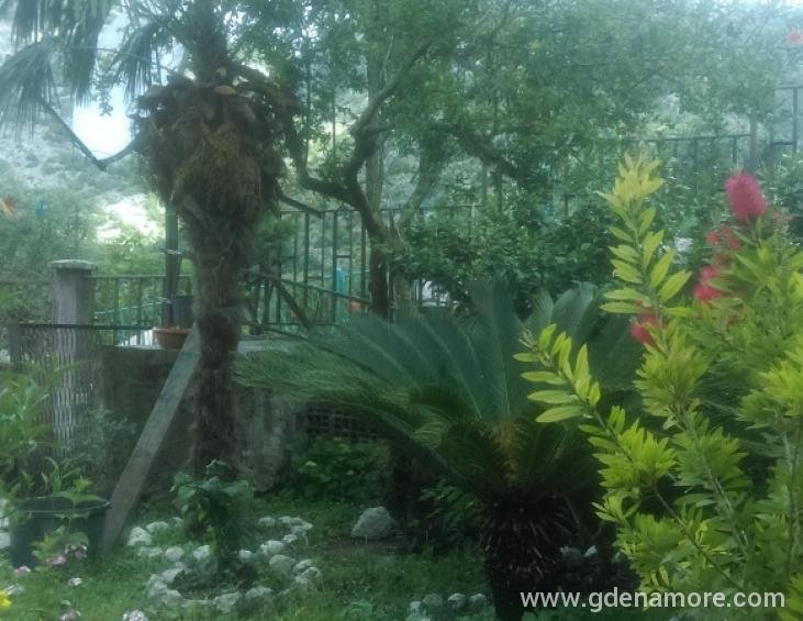 53.Palme