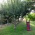 Apartmaji v vili Ioanna, zasebne nastanitve v mestu Nikiti, Grčija - villa-ioanna-nikiti-sithonia-halkidiki-7