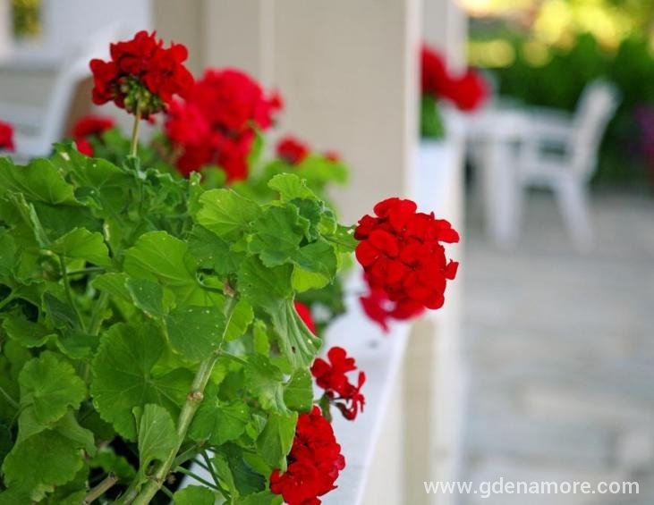 philoxenia-hotel-skala-prinos-thassos-17