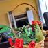 APARTMAJI &Scaron;O&Scaron;O, zasebne nastanitve v mestu Prčanj, Črna gora - DSC_0160