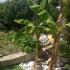 Vangelis Garden House, privatni smeštaj u mestu Nea Potidea, Grčka - vangelis-garden-house-nea-potidea-kassandra-11