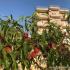 Apartmani Edem, privatni smeštaj u mestu Utjeha, Crna Gora - 96C4B65B-5942-4047-A97B-EC645A803B87