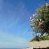 Apartmani Grloman, private accommodation in city Sveti Stefan, Montenegro - 33376978