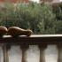 Apartmani Grloman, private accommodation in city Sveti Stefan, Montenegro - 42591627