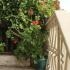 Apartmani Grloman, private accommodation in city Sveti Stefan, Montenegro - 42595390