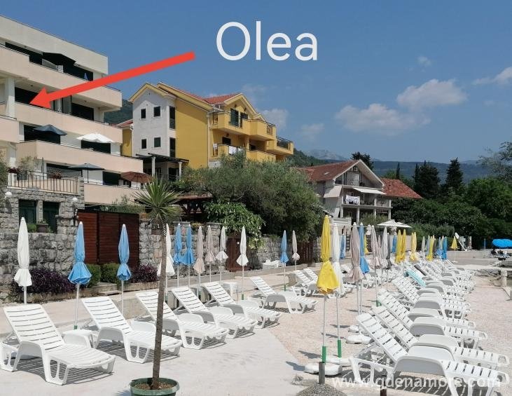 Olea