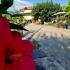 VILLA DIMITRIS, private accommodation in city Paralia Panteleimona, Greece - VILLA DIMITRIS GARDEN