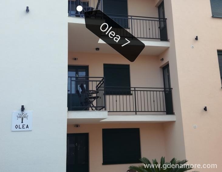 Olea 7