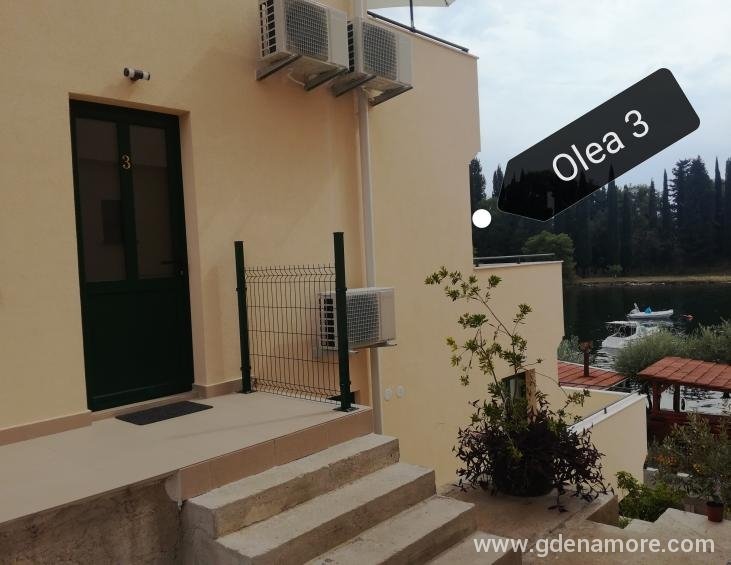 Olea 3
