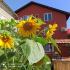 Слънчогледите, Studio-apartma Sončnice, zasebne nastanitve v mestu Pomorie, Bolgarija - IMG_20210722_101308