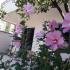 apartmani Pejović, , Privatunterkunft im Ort Bečići, Montenegro - viber_image_2025-06-27_18-18-02-312