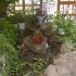 Park Hotel Biliana, privatni smeštaj u mestu Golden Sands, Bugarska - Garden