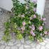 Private accommodation, private accommodation in city Sutomore, Montenegro